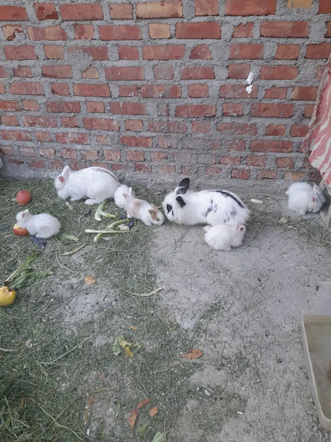 فروش خرگوش|موش و خرگوش|بوکان, |دیوار