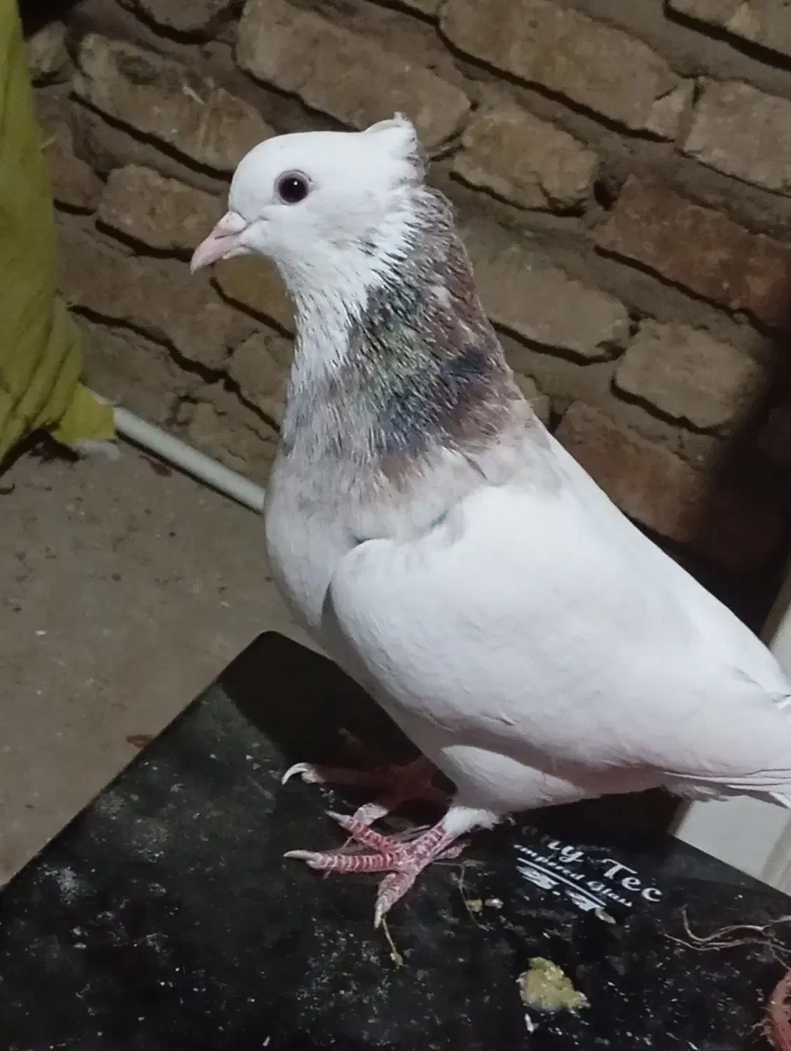 کفتر طوقی|پرنده|فسا, |دیوار