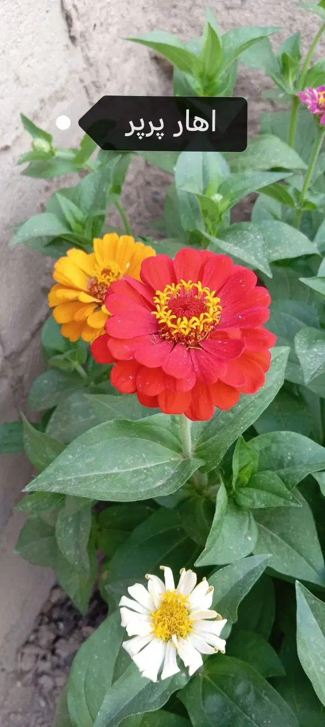 بذرگل|گل و گیاه طبیعی|بندرلنگه, |دیوار