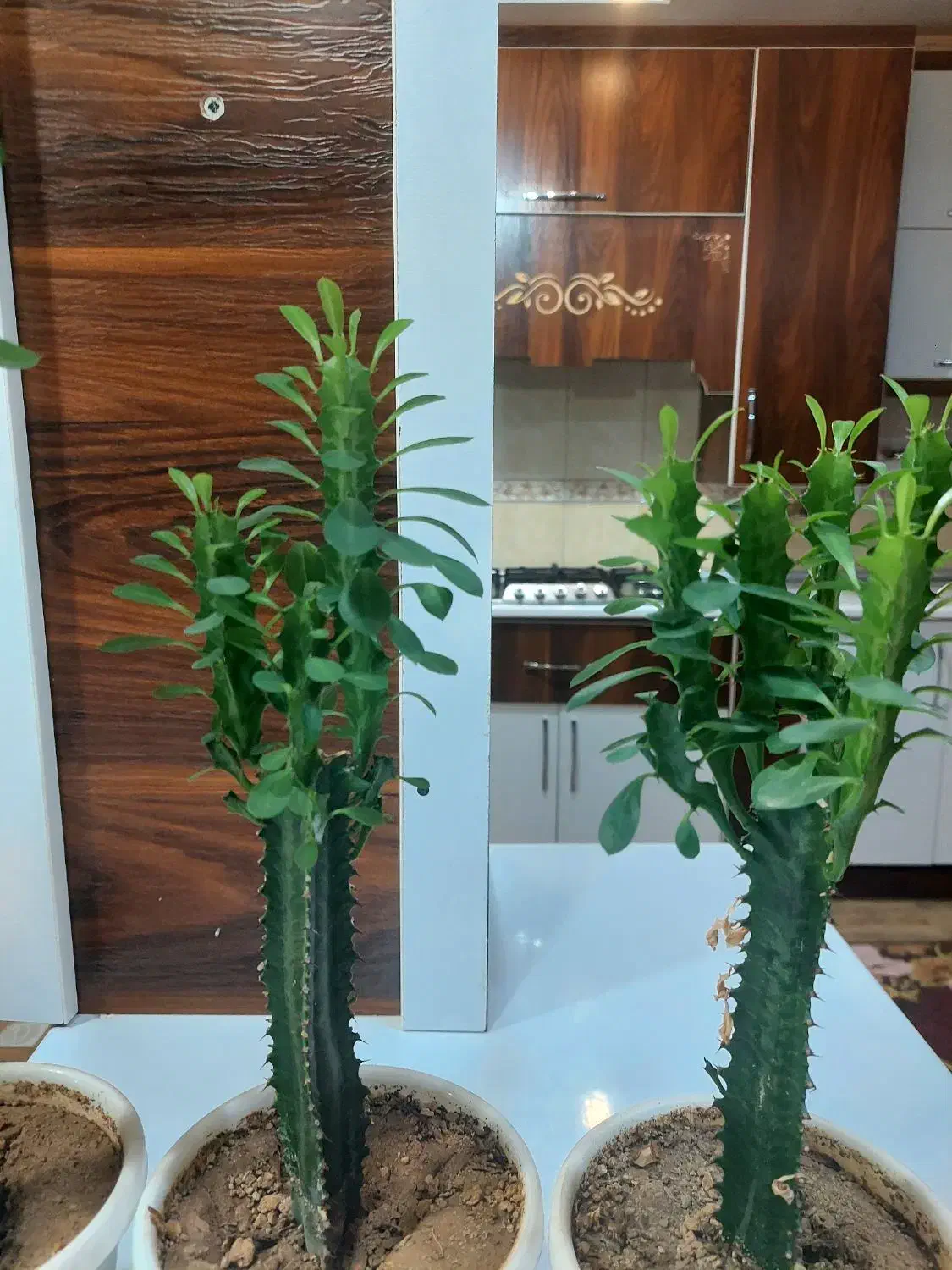 گل افوربیا سبز|گل و گیاه طبیعی|نهاوند, |دیوار