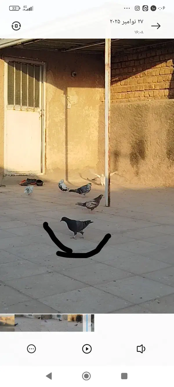 کبوترگمشده|پرنده|قم, باغ شریفی|دیوار