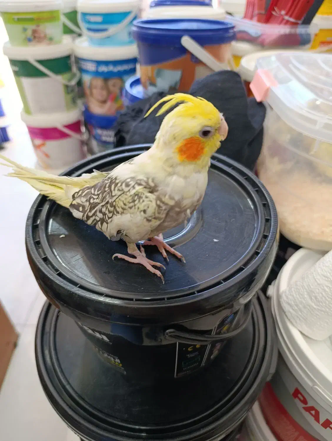 عروس هلندی تازه دونخور|پرنده|ساری, |دیوار