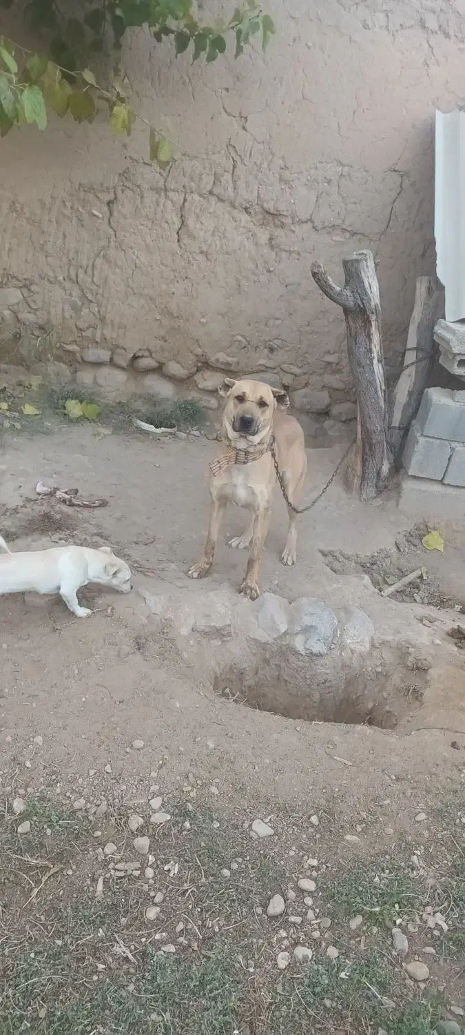 مادهسرابییکسالنیمفروشی|سگ|قوچان, |دیوار