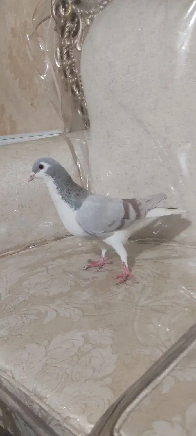 کبوتر|پرنده|سبزوار, پامنار|دیوار