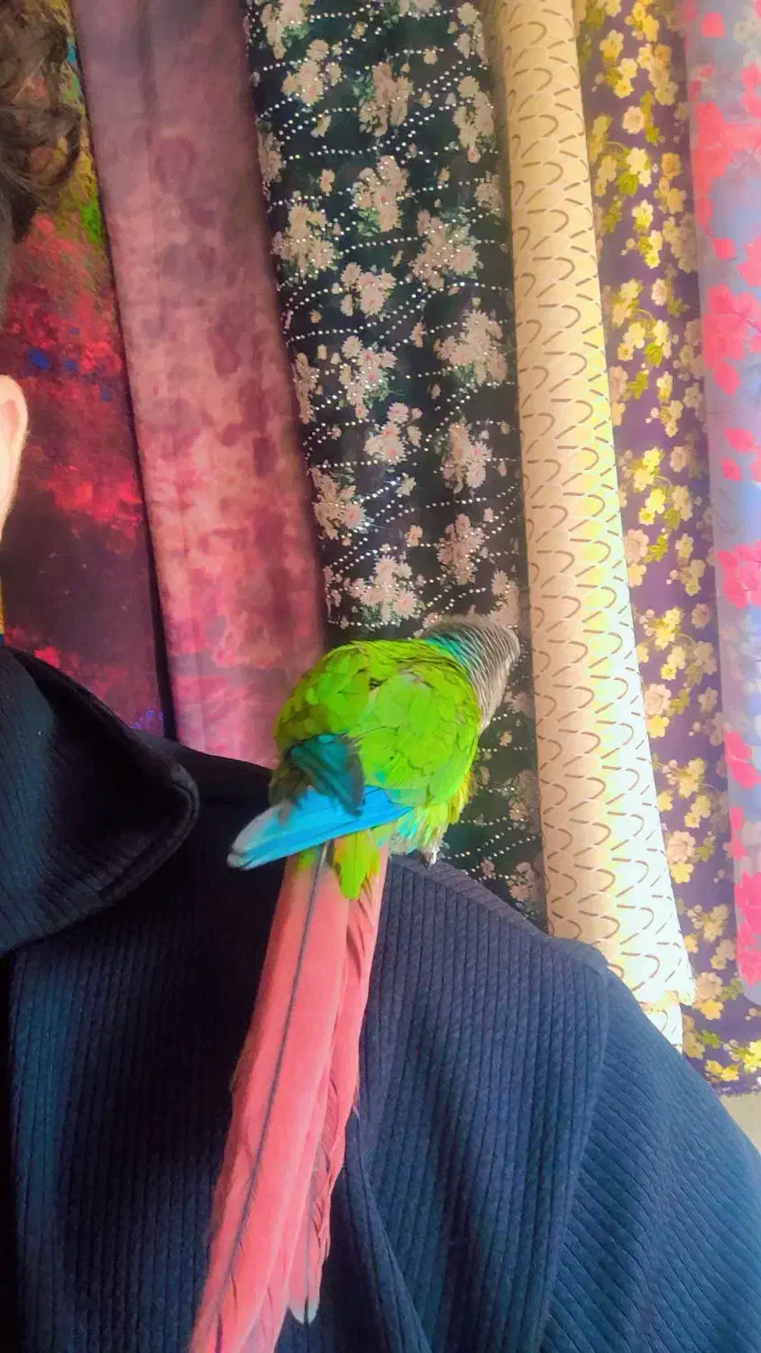 طوطی گرینچیک|پرنده|مهاباد (آذربایجان غربی), |دیوار