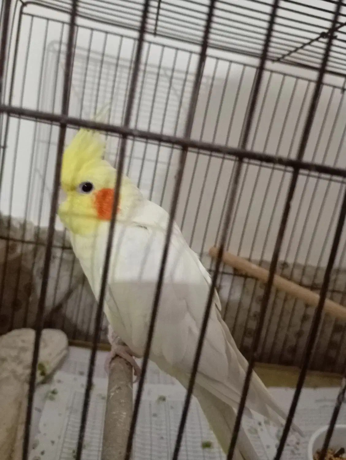 عروس هلندی ماده|پرنده|بندرعباس, |دیوار