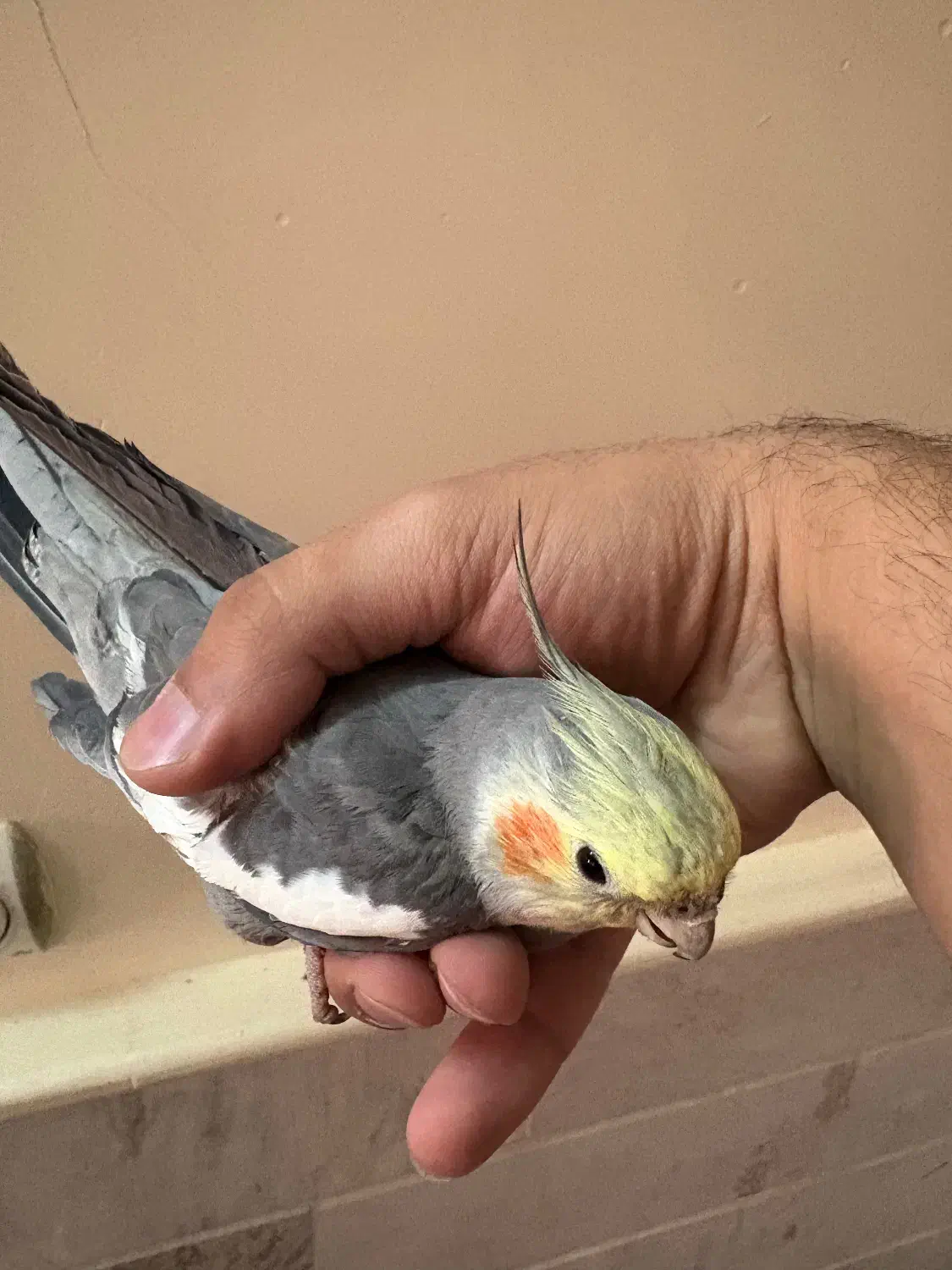 عروس نر دستی|پرنده|قم, باسکول|دیوار