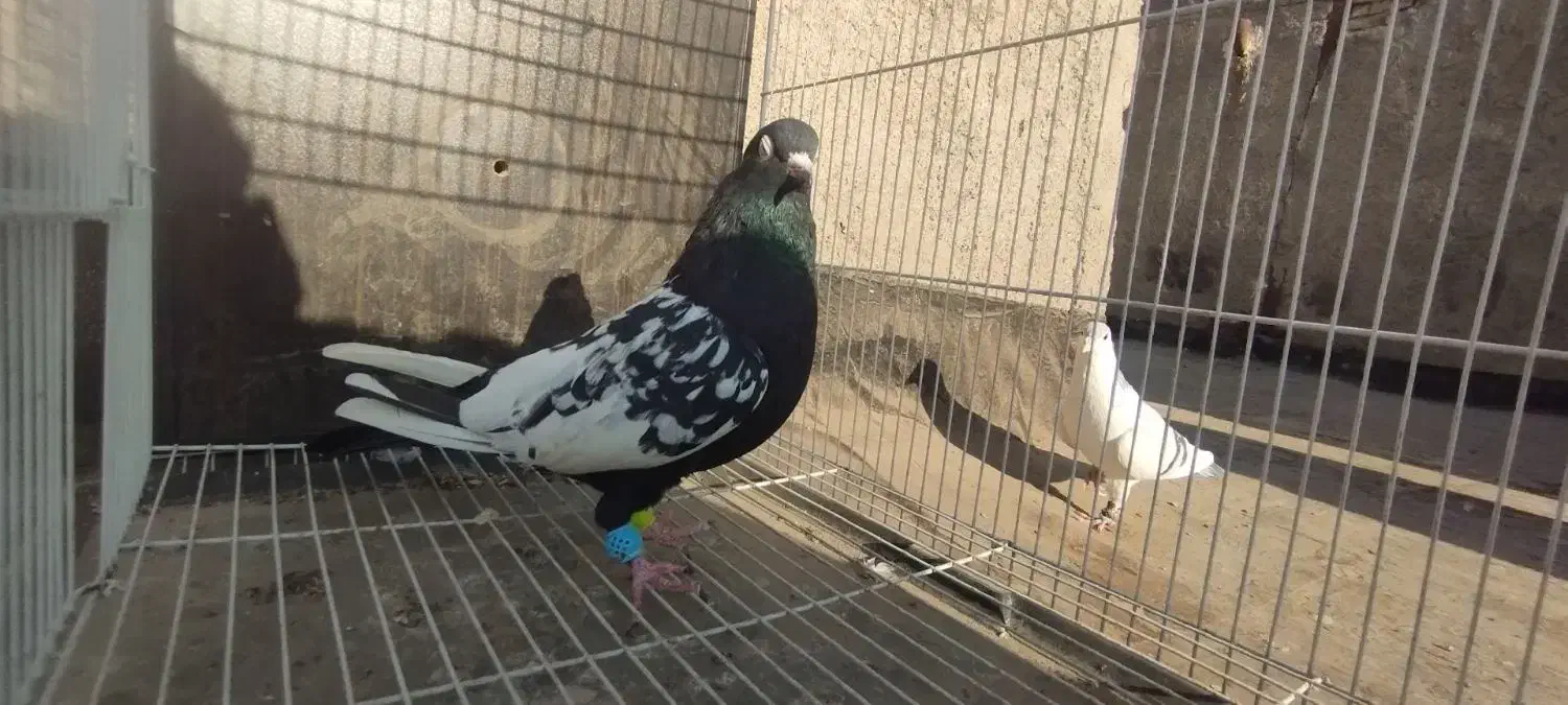 ۲تا سینه نر جفت زرد نرو ماده 1سارنر مشکی ماده|پرنده|مشهد, کارمندان دوم|دیوار