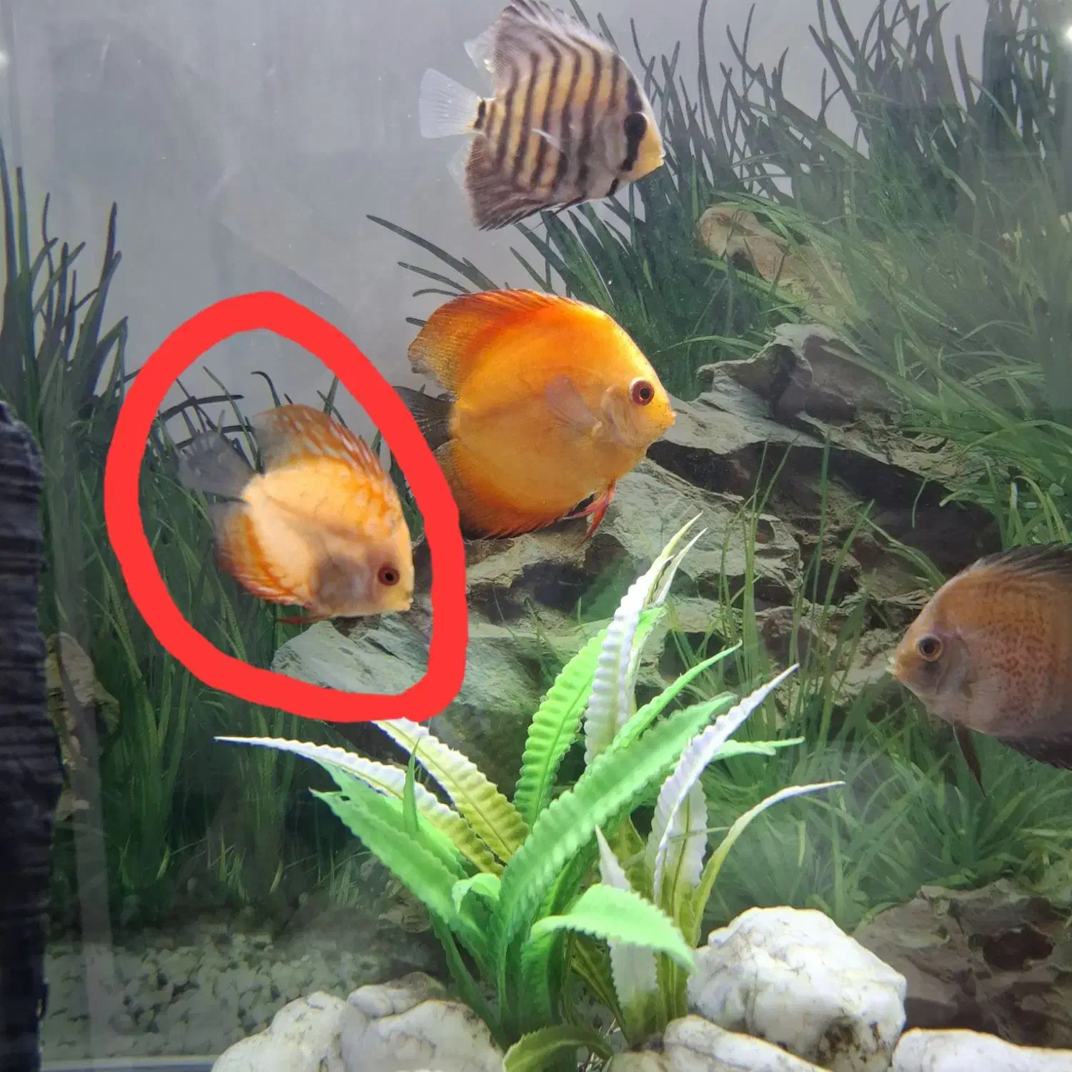 ۲عدد ماهی دیسکس ۲اینچ معاوضه باعروس هلندی|ماهی|مشهد, قائم|دیوار