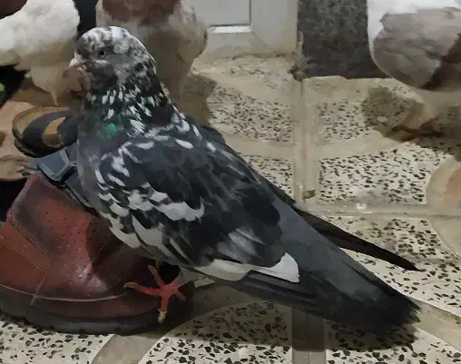 کبوتر|حیوانات|همدان, |دیوار