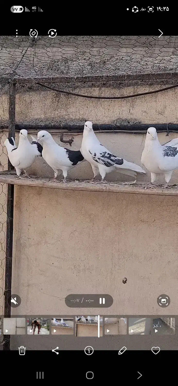 فروشی|پرنده|محمدشهر, ولدآباد بزرگ|دیوار