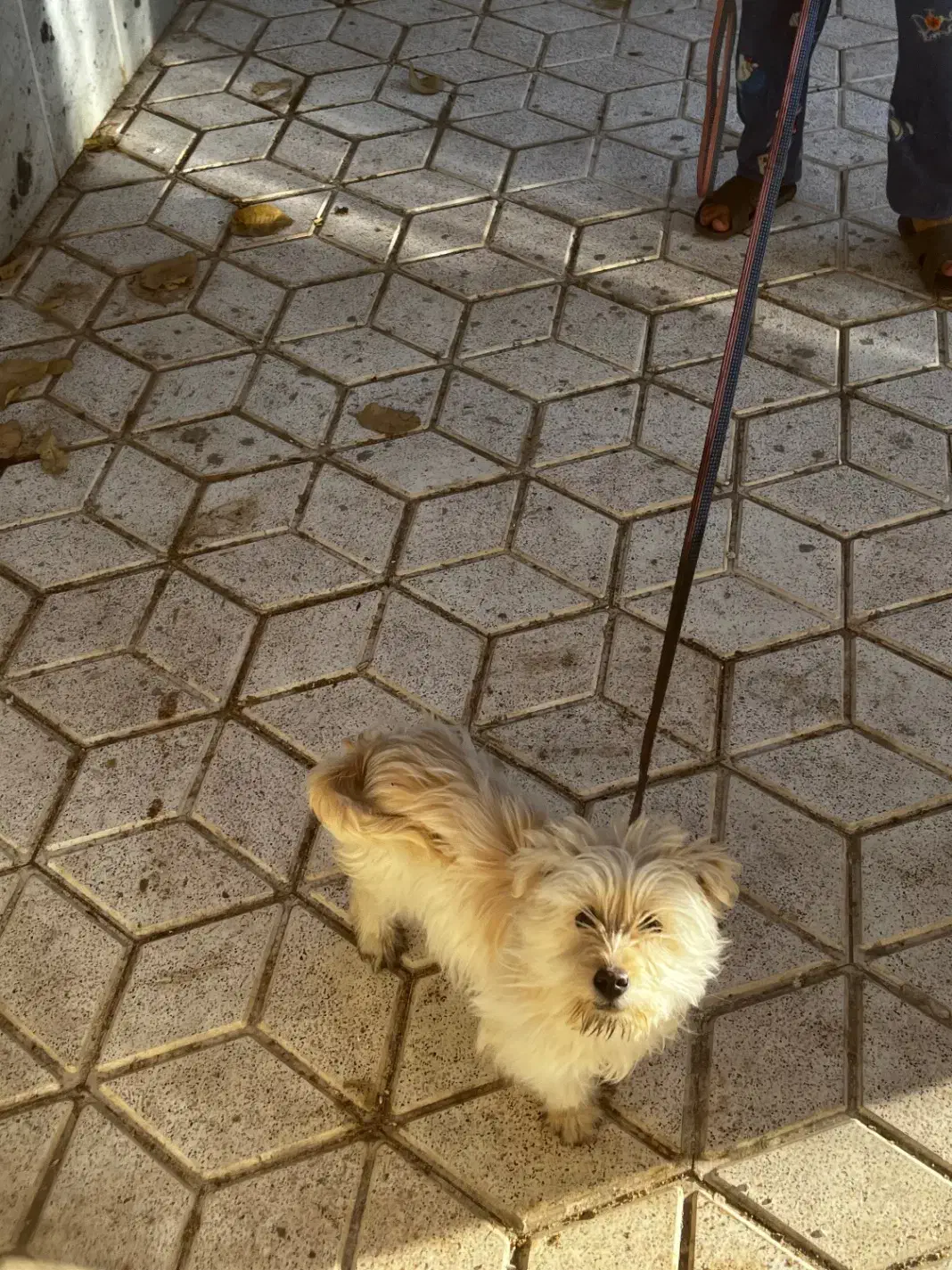 شیتزو|سگ|تربت‌حیدریه, کاشانی|دیوار