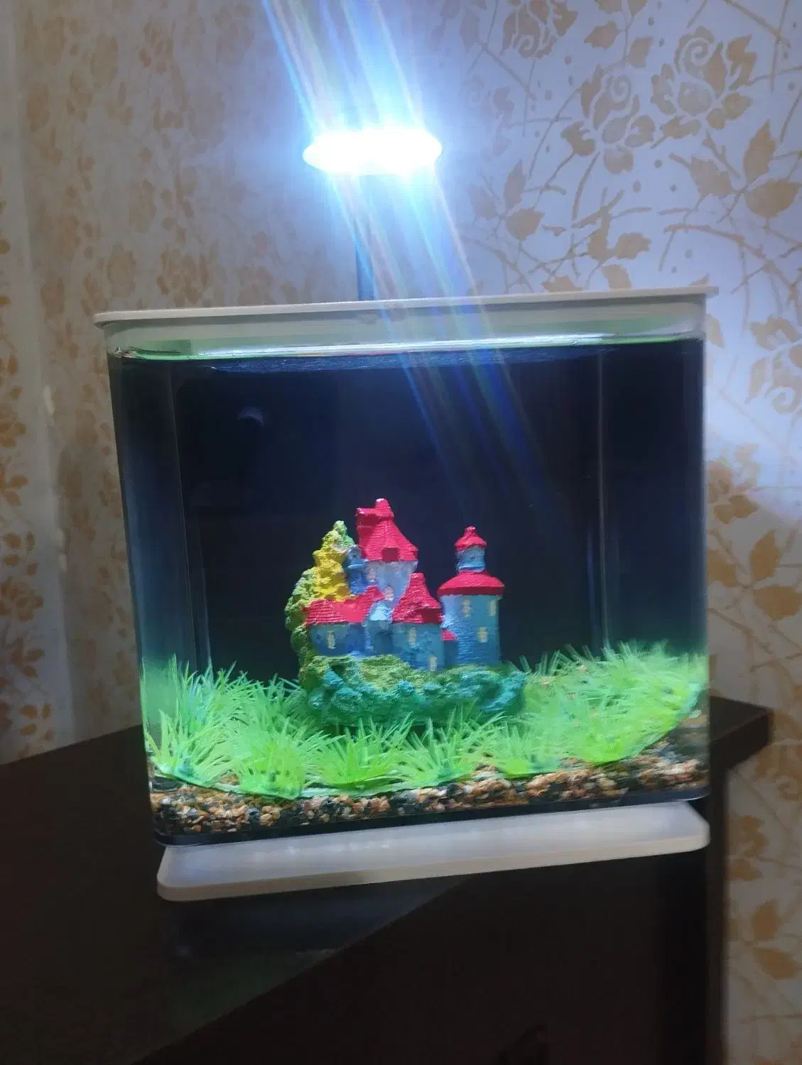 آکواریوم دلسا مدل K185|ماهی|شیراز, شهرک سراج|دیوار