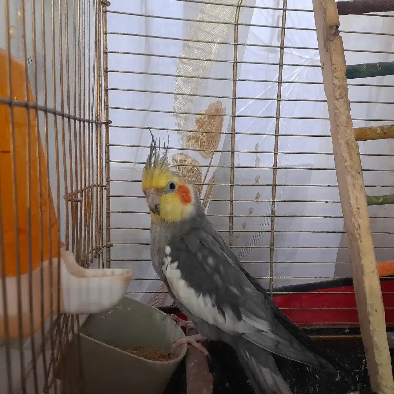 یک جفت عروس هلندی بالغ تخم گذار|پرنده|قم, قم نو|دیوار