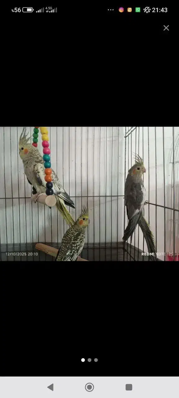 سلام گلباقی وابلق|پرنده|سمنان, |دیوار