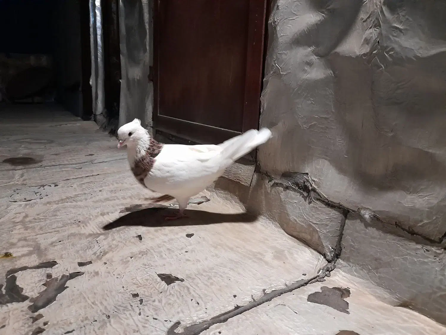 کبوتر معاوضه با طوطی برزیلی مرغ عشق فنچ عروس هلندی|پرنده|محمدشهر, کوی بهار|دیوار