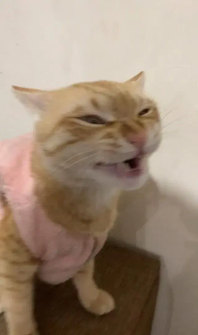 واگذاری گربه|گربه|شهریار, شهرک شاهد|دیوار