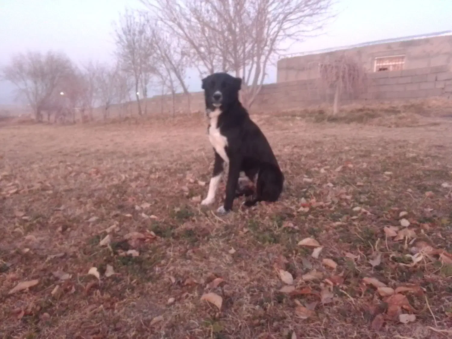 واگذارتولهسگ|سگ|سجاس رود, |دیوار