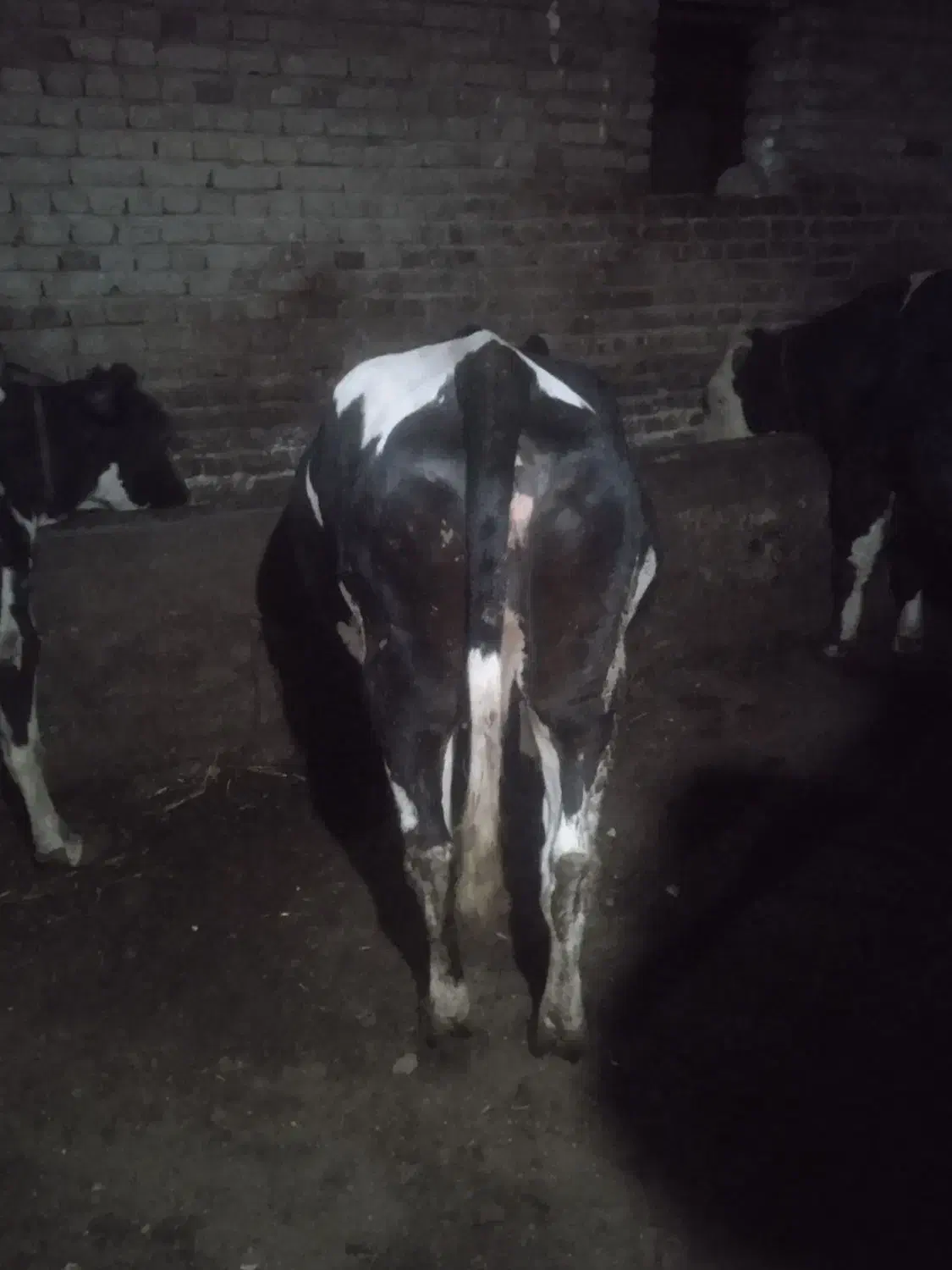 قند|لوازم جانبی حیوانات|ویلکیج, |دیوار