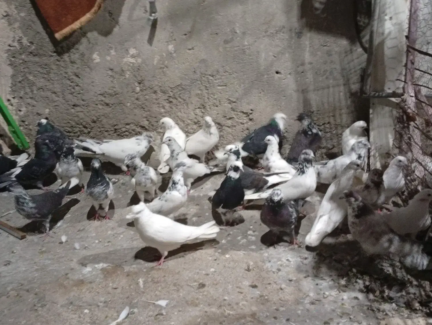 کبوتران ناب|پرنده|مشگین شهر, |دیوار