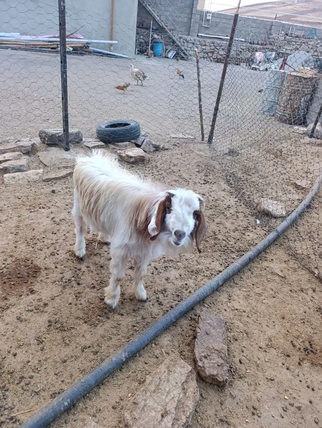 بز غاله نر|حیوانات مزرعه|هرسین, |دیوار