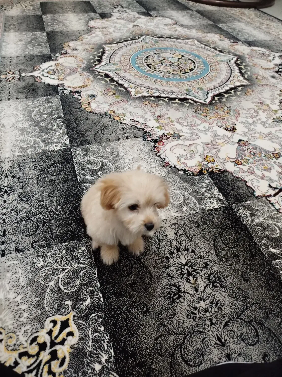 سگ مالتی پو سه ماهه|سگ|پاکدشت, پاکدشت (مامازند)|دیوار