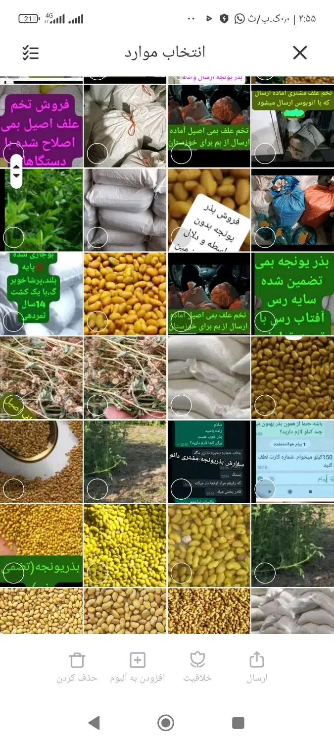 بذر یونجه محلی بمی اصلاح سس گیری شده|خدمات باغبانی و درختکاری|رودبار (کرمان), |دیوار