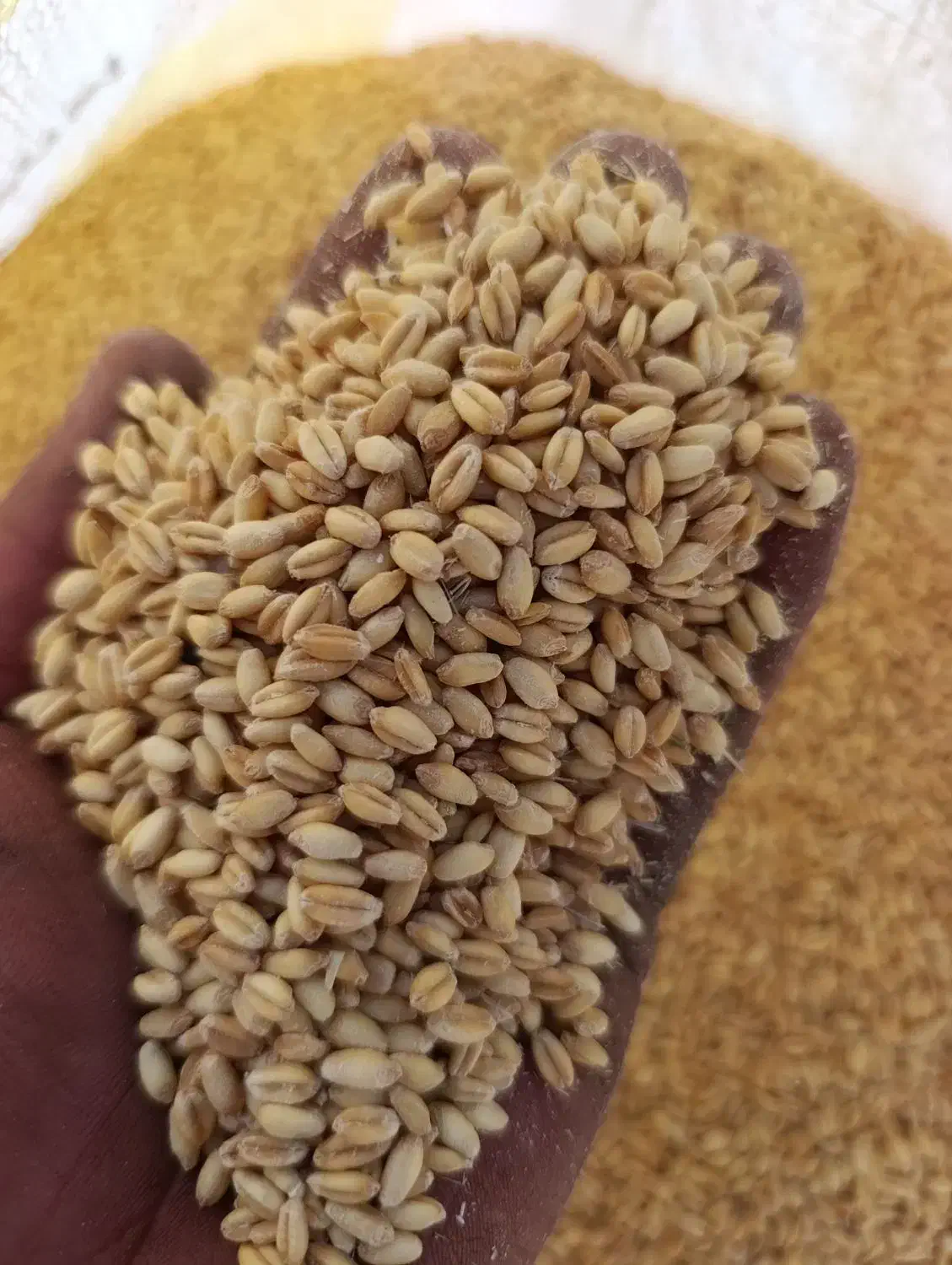 گندم تمیز درجه یک|خوردنی و آشامیدنی|میبد, |دیوار