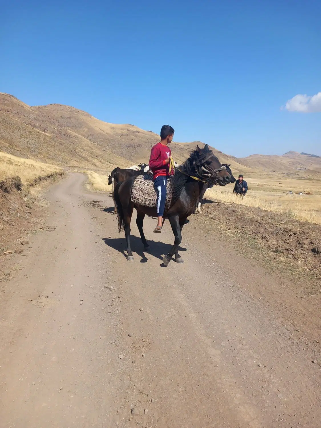 اسب|اسب و تجهیزات اسب‌سواری|اردبیل, |دیوار