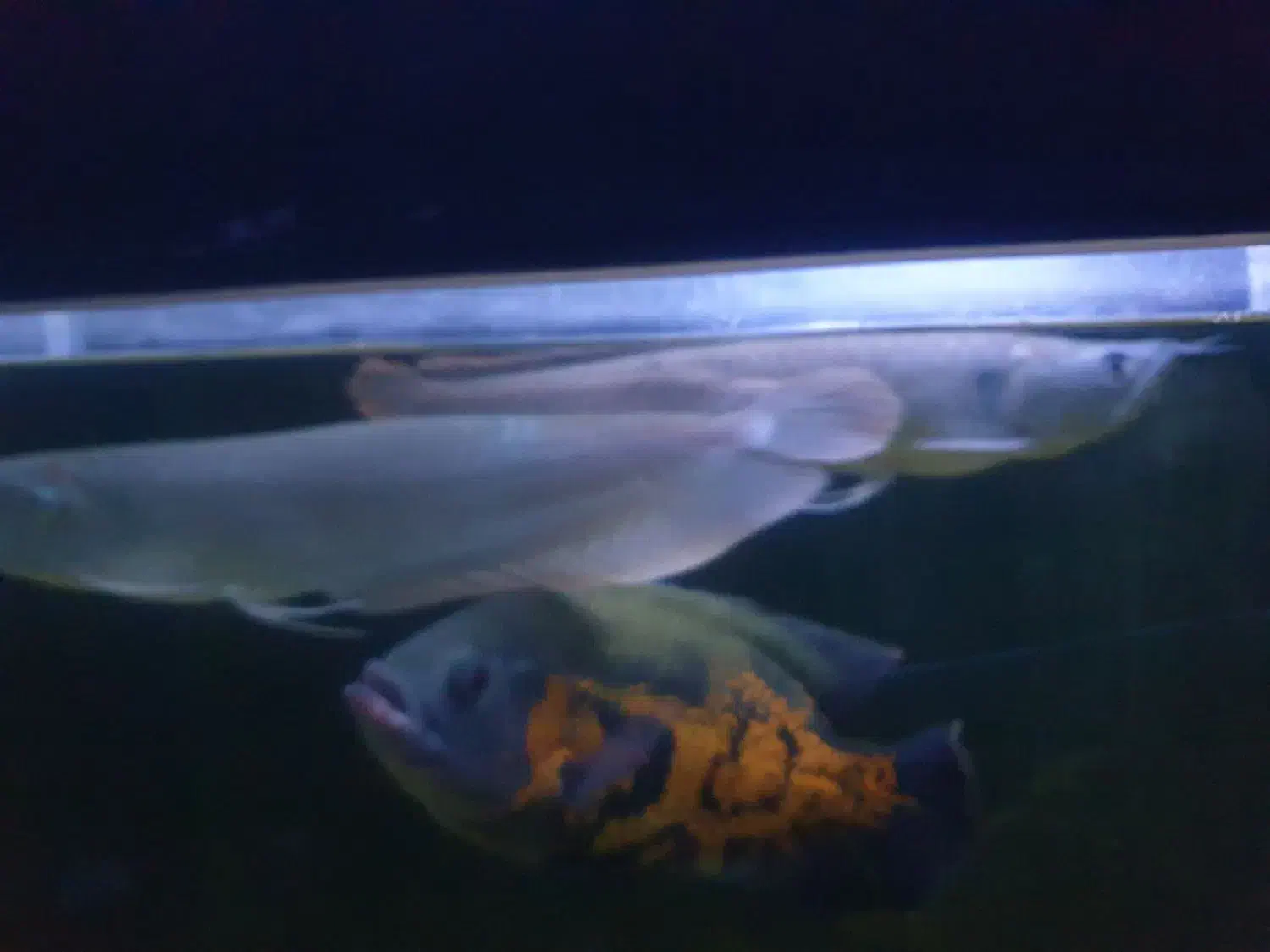 یک جفت اروانا سیلور خانگی|ماهی|اهواز, آریاشهر|دیوار