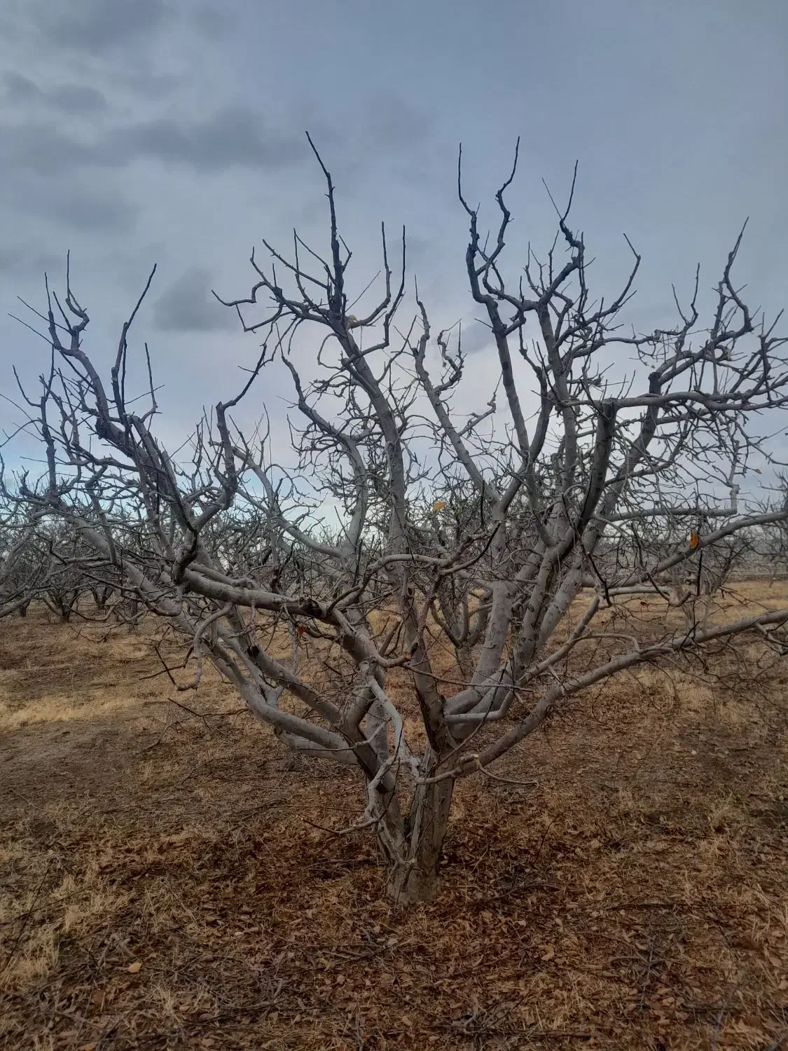 هرس کاری|خدمات باغبانی و درختکاری|مشگین شهر, |دیوار