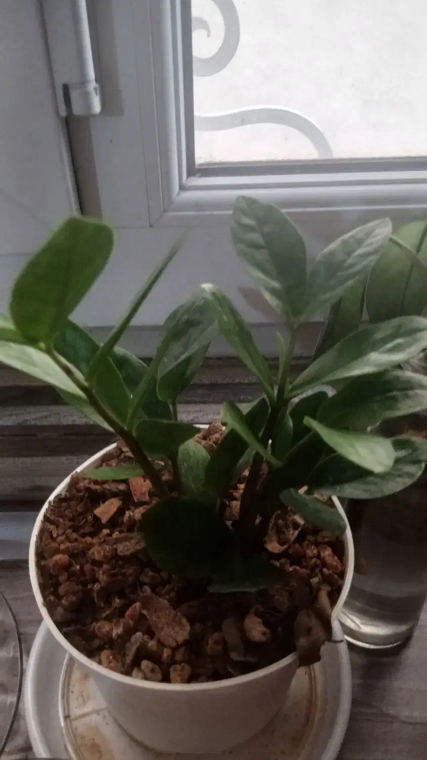 ۵عدد گل سرحال خوشگل بفروش میرسد|گل و گیاه طبیعی|تهران, تهرانپارس غربی|دیوار