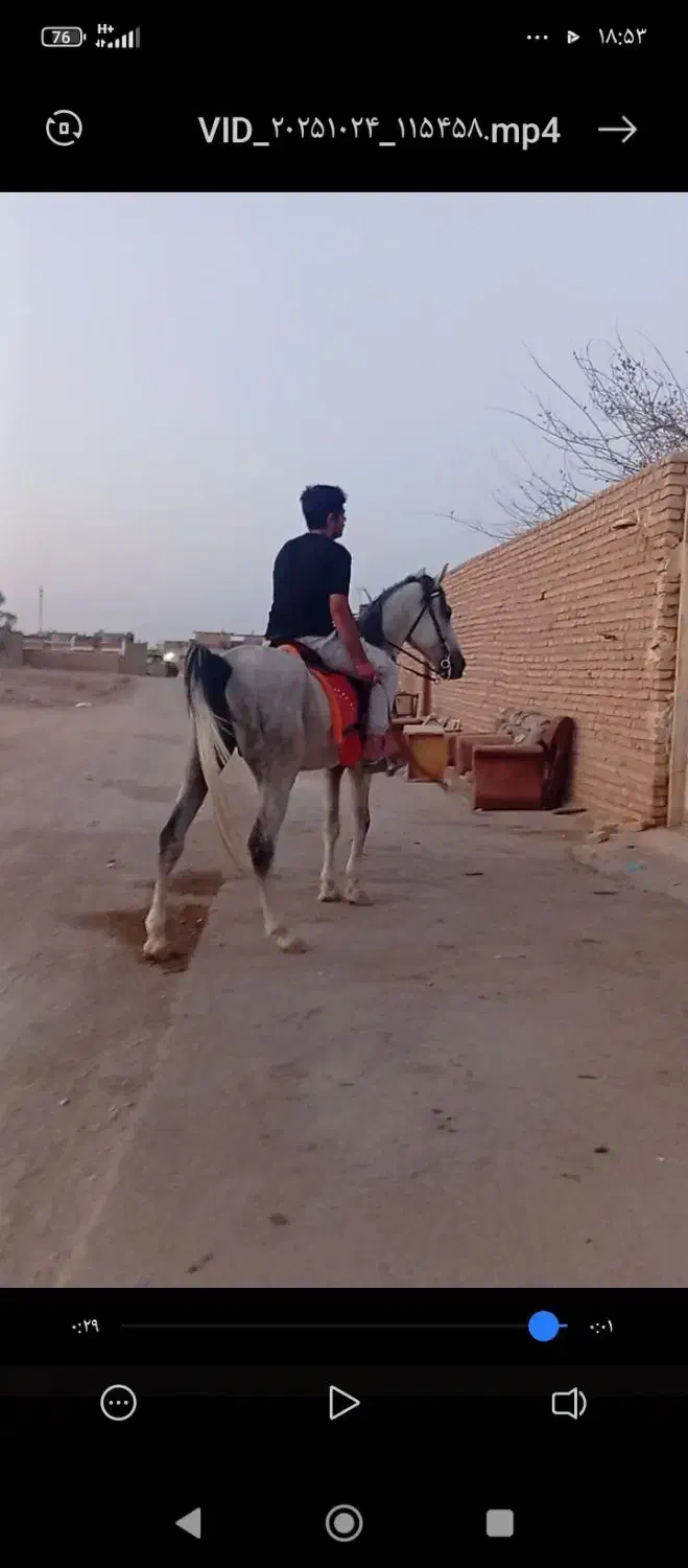 با سلام اسب خیلی خوشتیپ|اسب و تجهیزات اسب‌سواری|میبد, |دیوار