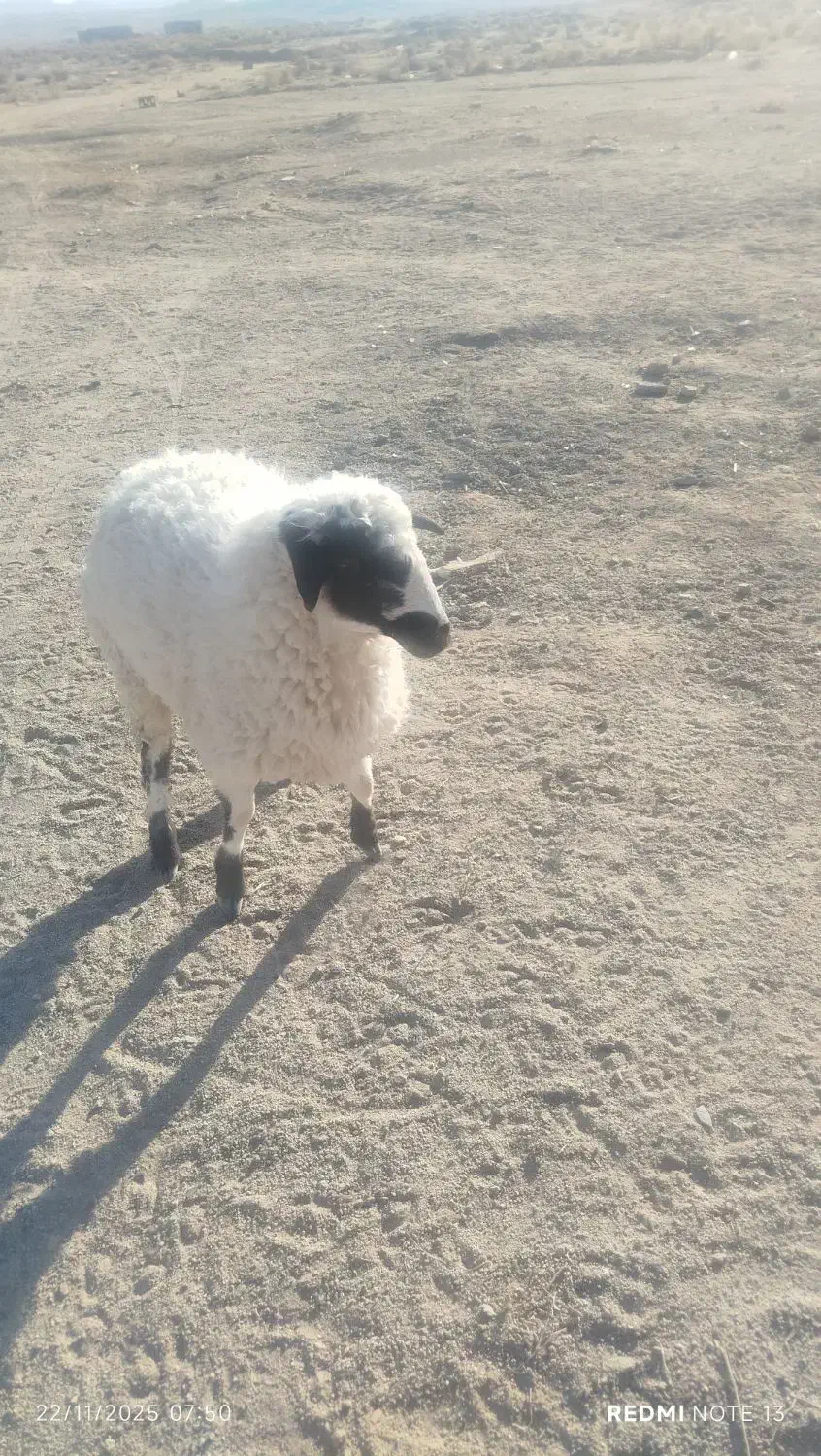 یه عدد بره ماده قیمت 14میلیون|حیوانات مزرعه|زاهدان, |دیوار