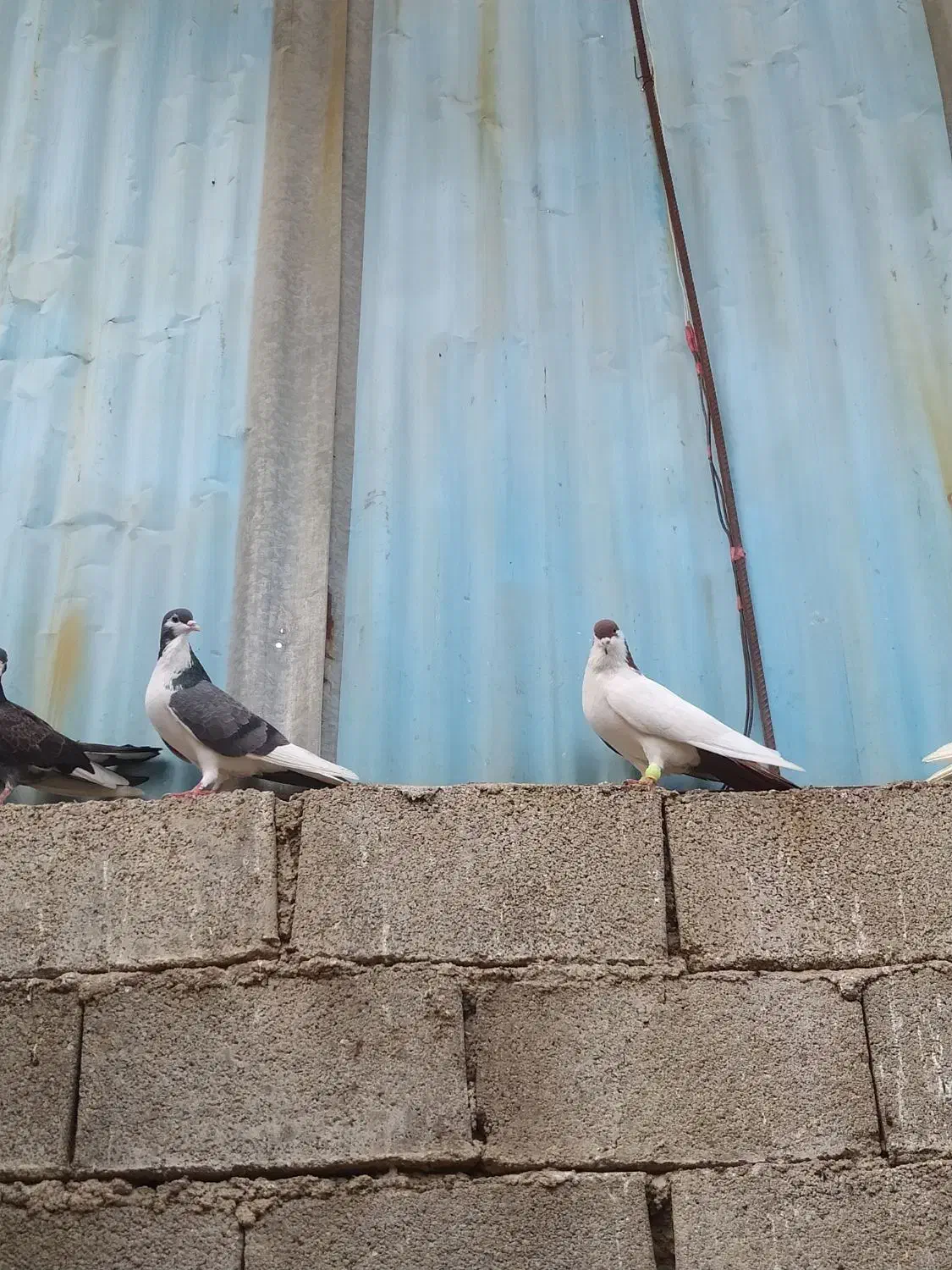 کبوتر رنگی|پرنده|آبادان, |دیوار