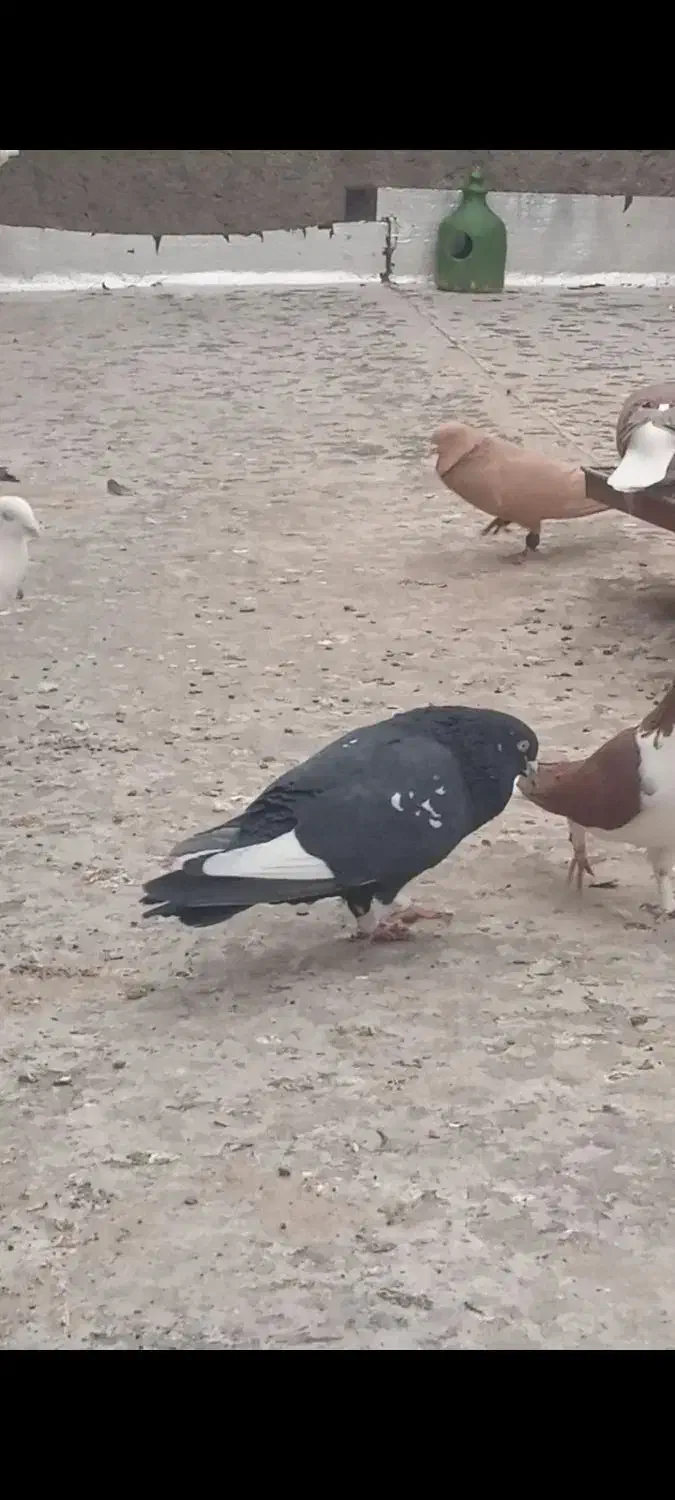 کفتررنگی|پرنده|سامن, |دیوار