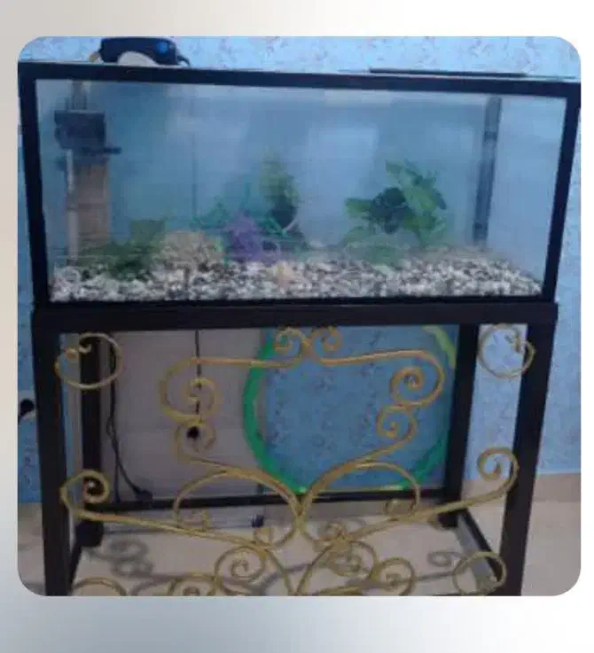 آکواریوم|ماهی|رشت, بازار|دیوار