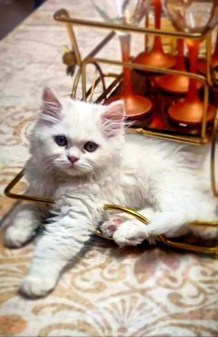 فروش گربه خانگی|گربه|ملایر, |دیوار