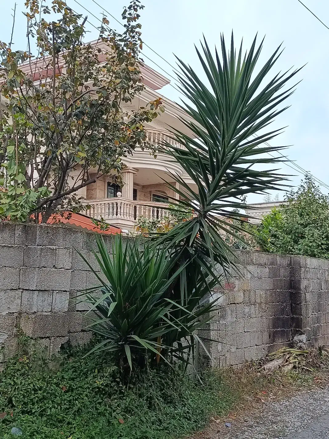 درخت یوکا|گل و گیاه طبیعی|کتالم و سادات شهر, |دیوار