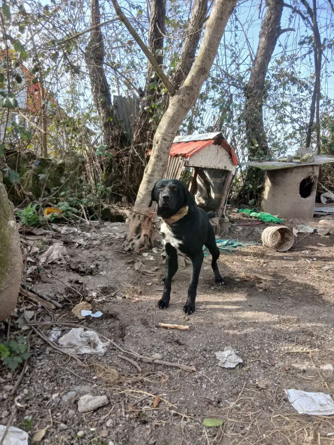 سگ شکاری|سگ|لشت نشا, |دیوار