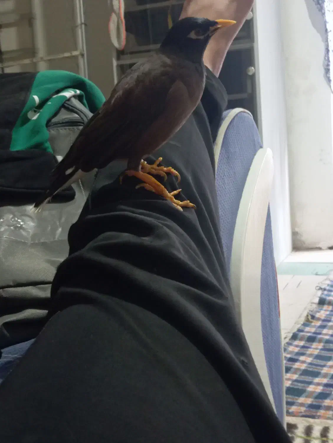 مینا سخن گو معاوضه با کوتوله دستی|پرنده|گلبهار, شهر جدید گلبهار|دیوار