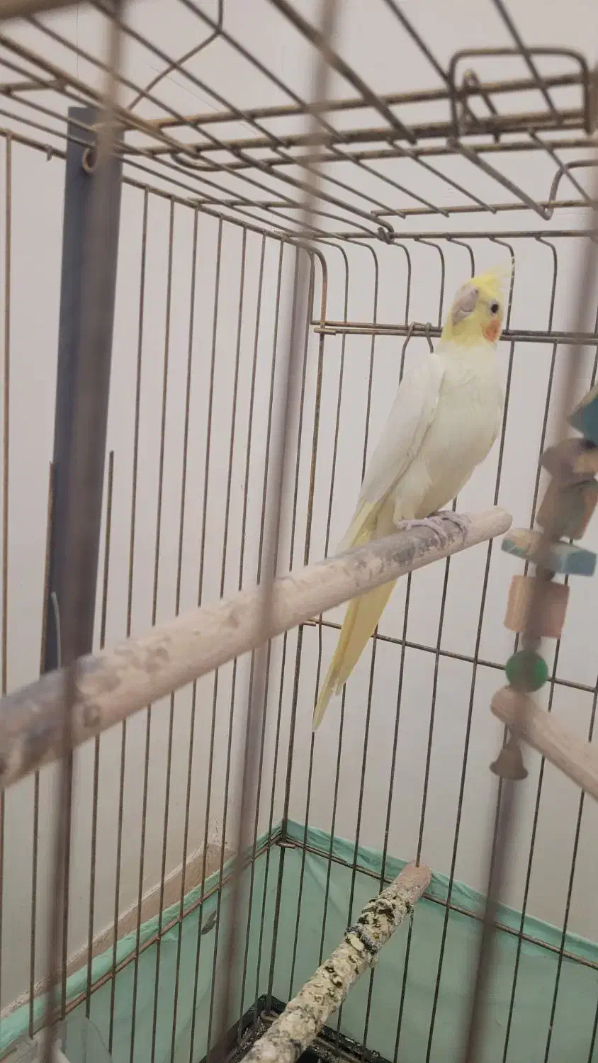 طوطی عروس هلندی|پرنده|رشت, کوی فرهنگیان|دیوار