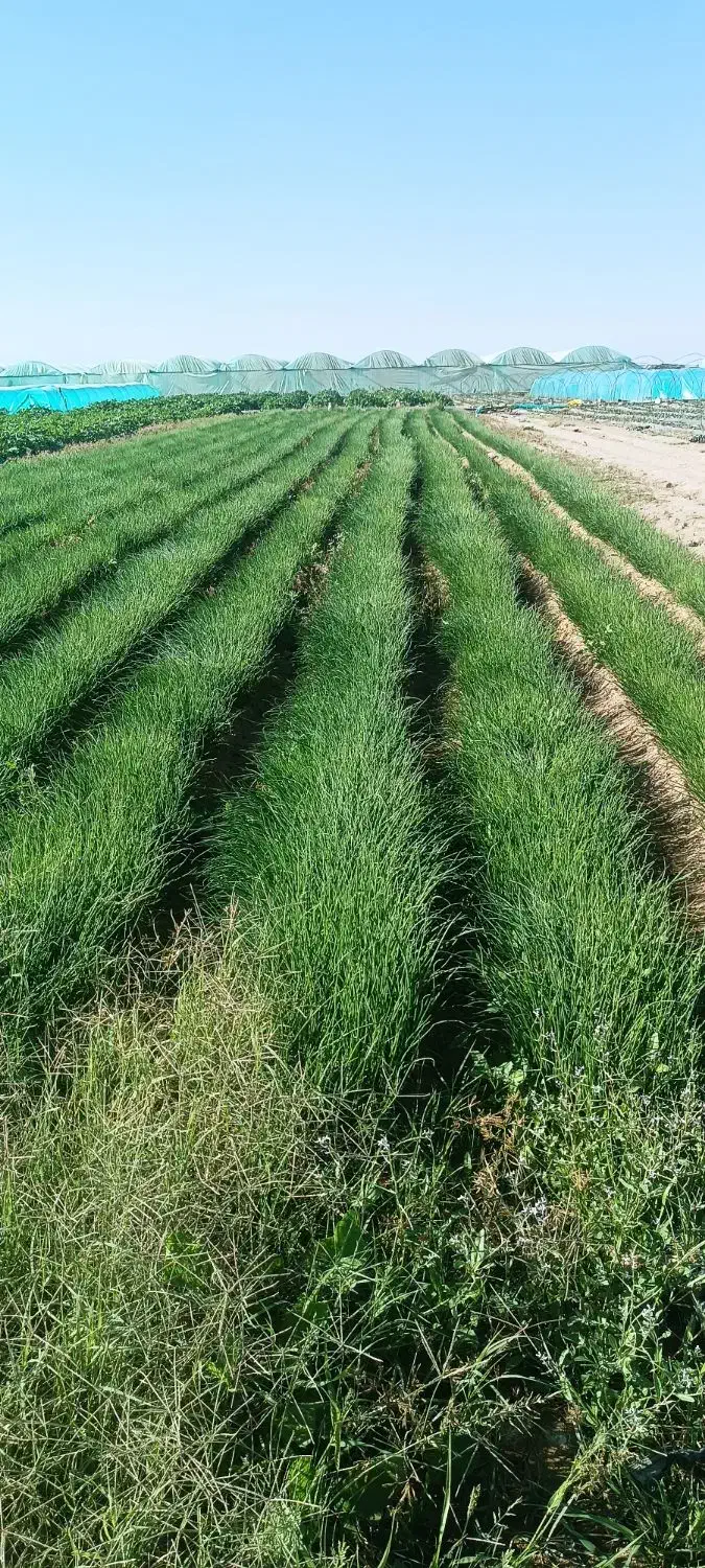 پنج کیلو نهال مینروا ارژانتینی|گل و گیاه طبیعی|جیرفت, |دیوار