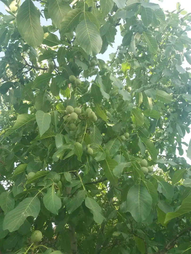 فروش نهال بذری گردو با ارزان ترین قیمت|خدمات باغبانی و درختکاری|سامان, |دیوار