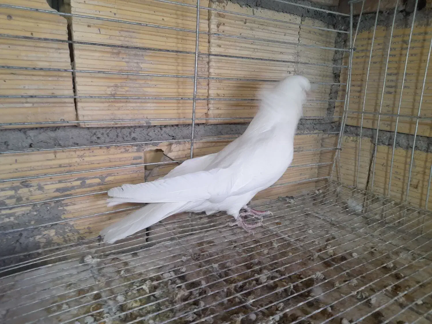 پرنده|پرنده|بروجن, |دیوار