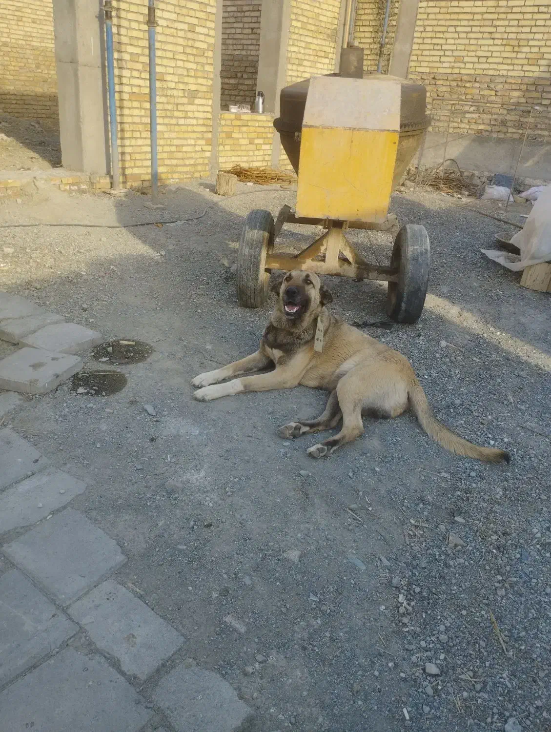 واگذاری سگ سرابی|سگ|خوی, |دیوار