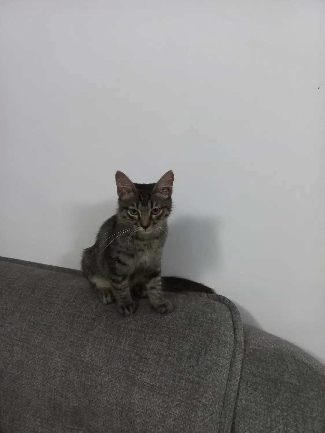 گربه|گربه|ساری, |دیوار