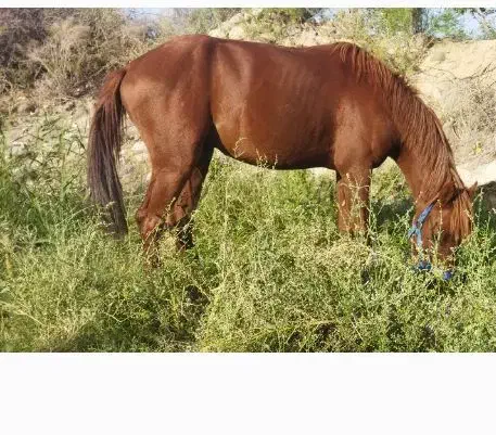 اسب نریان 3ساله|اسب و تجهیزات اسبسواری|ماهنشان, |دیوار