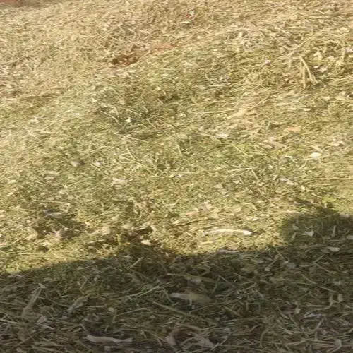 فروش حدود سه خروار کاه لوبیا|حیوانات مزرعه|خرمدره, |دیوار