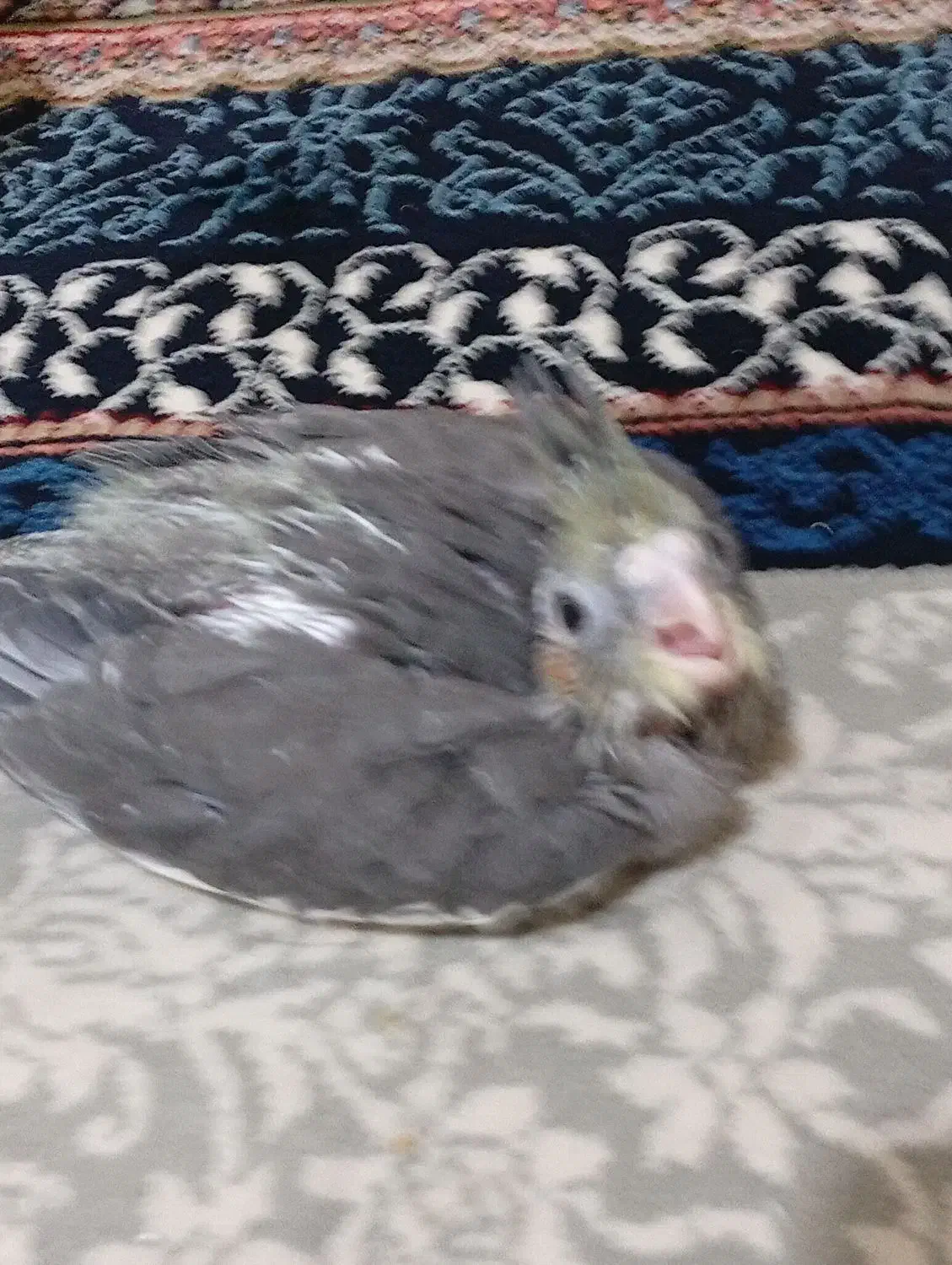 جفت جوجه عروس|پرنده|زابل, |دیوار